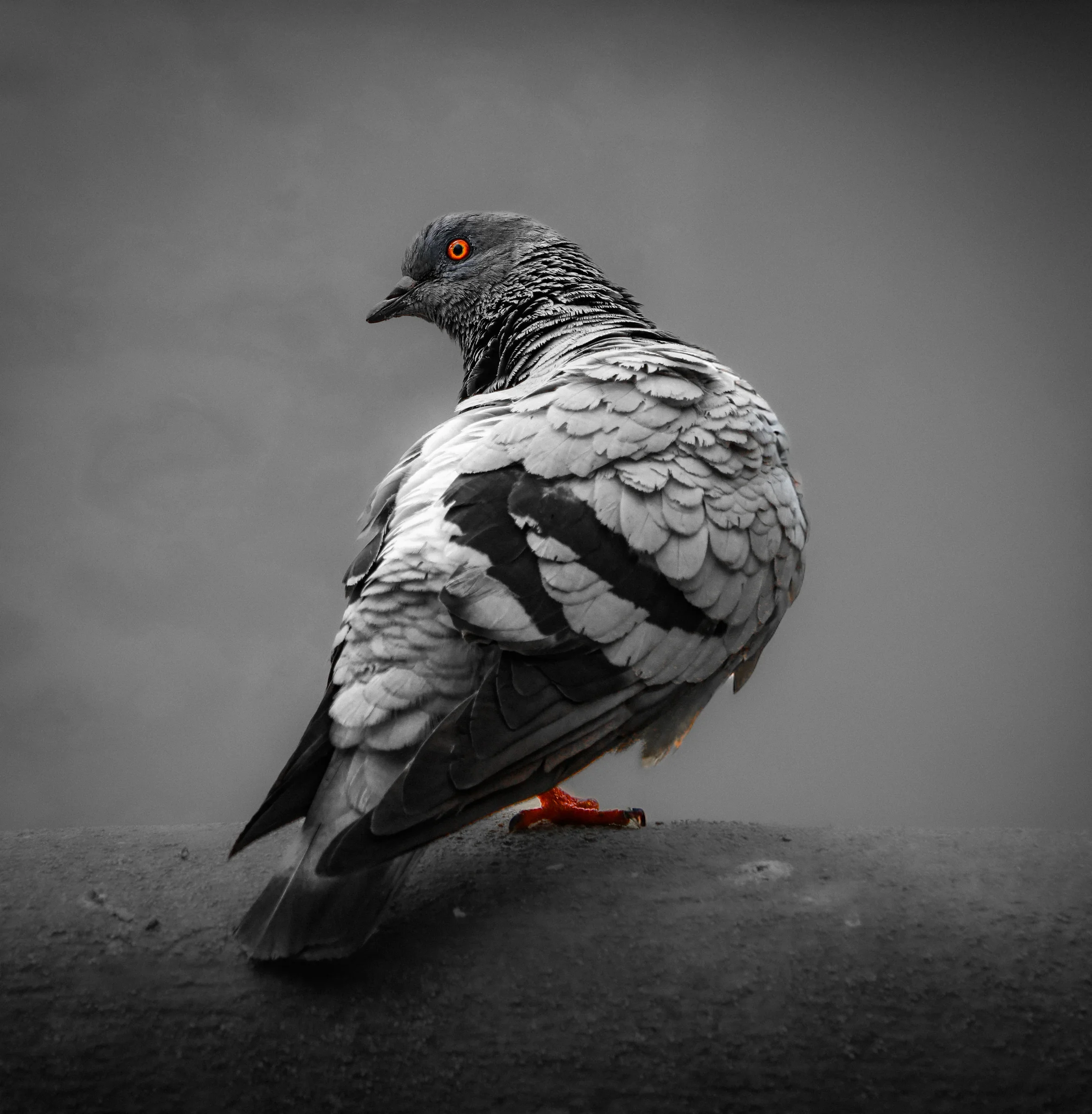 birds