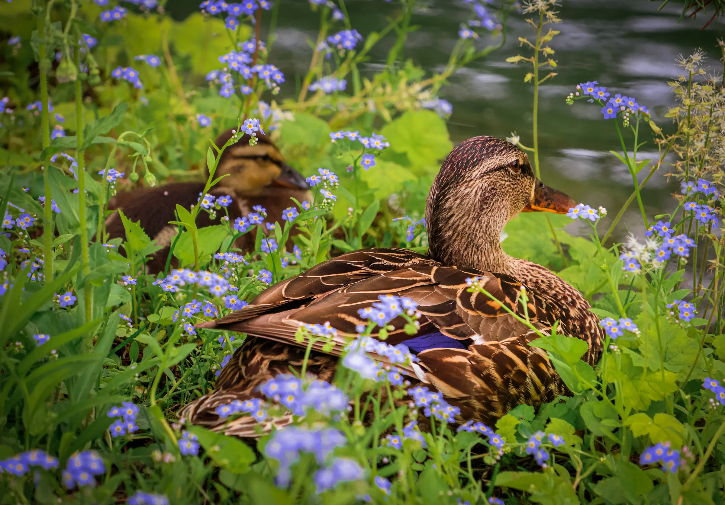 birds