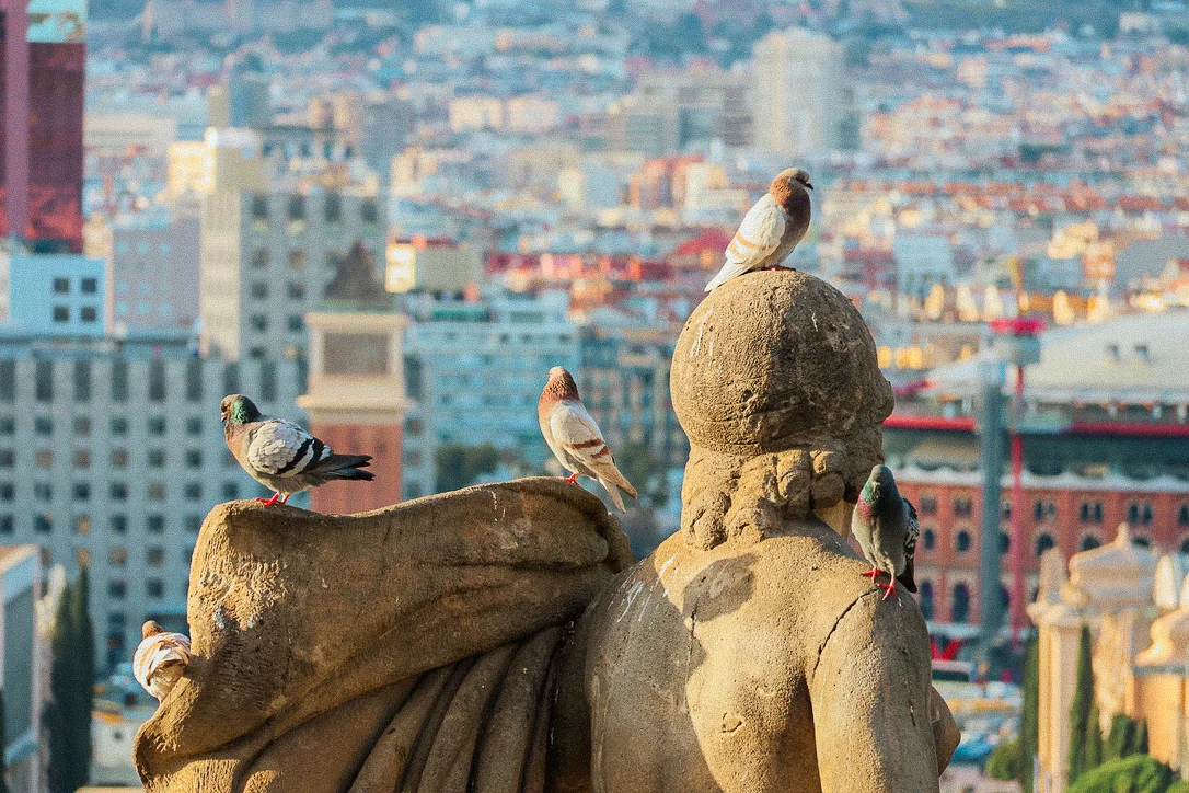 birds