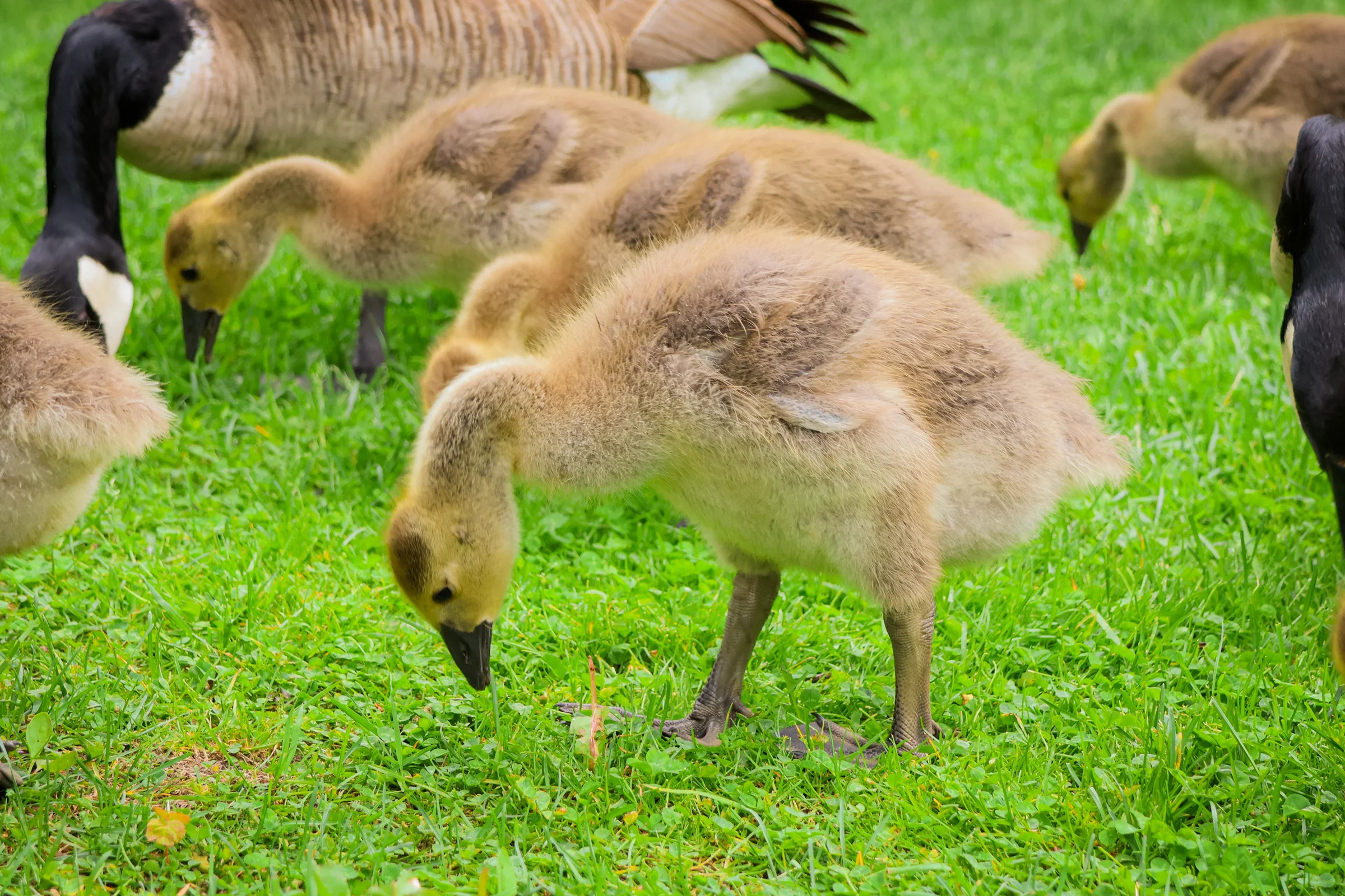 birds