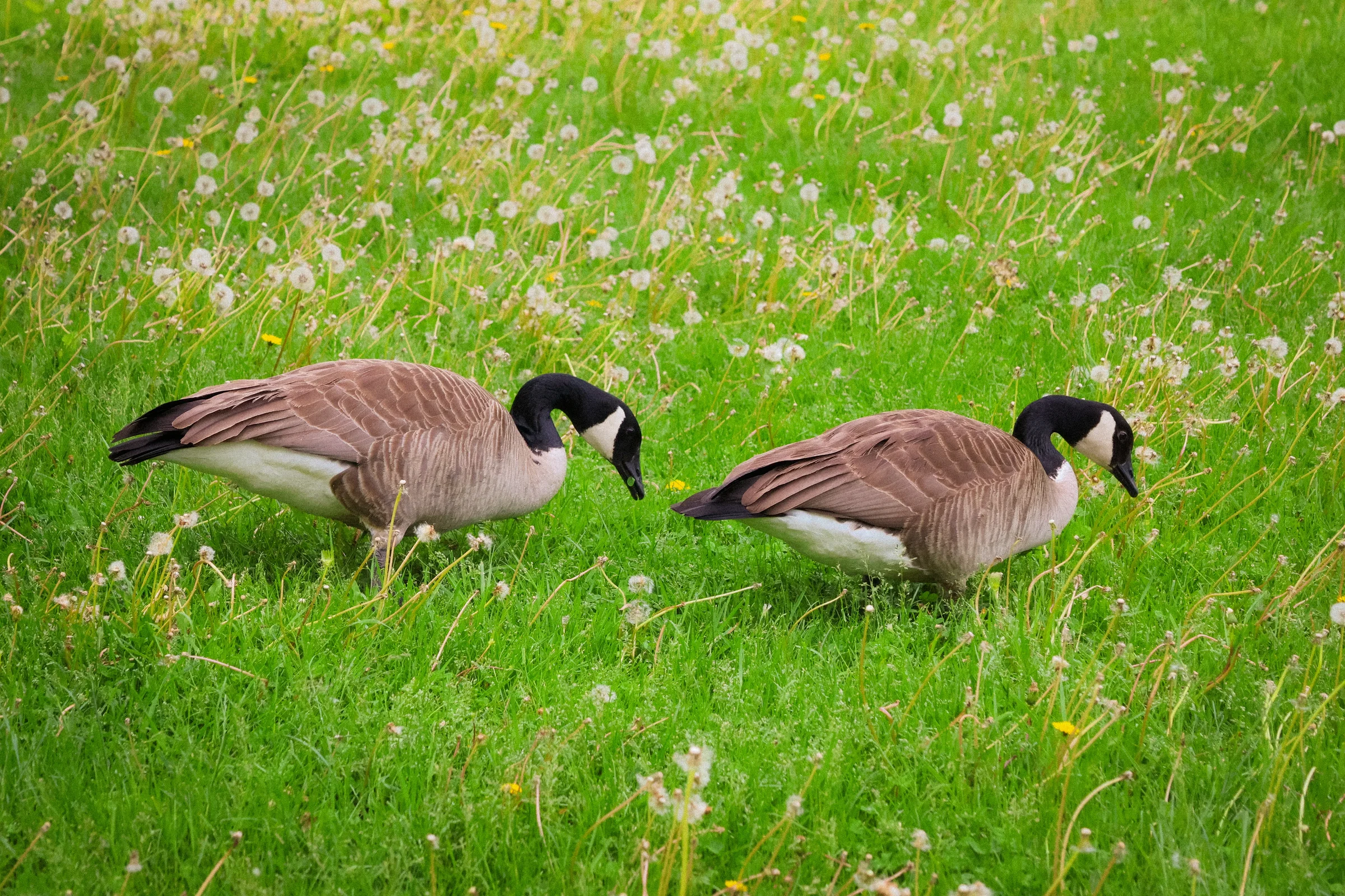 birds