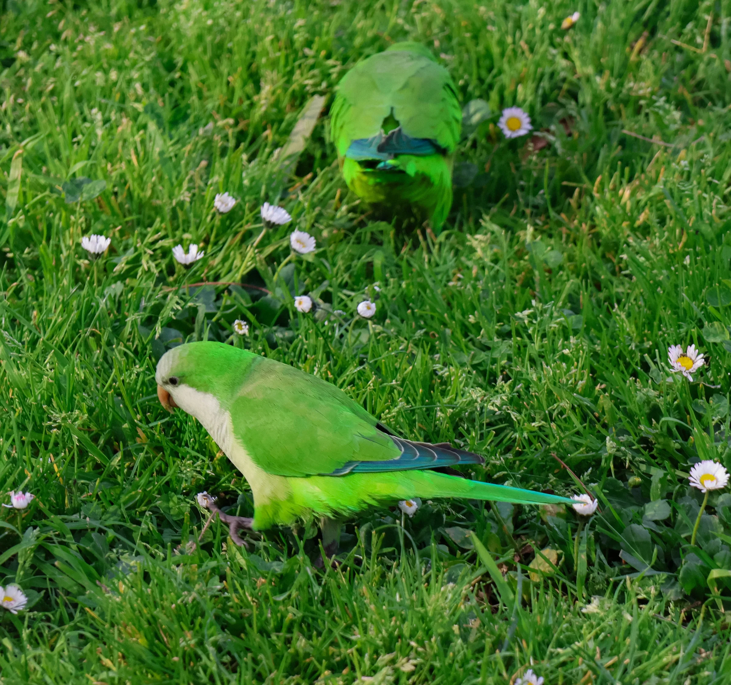 birds