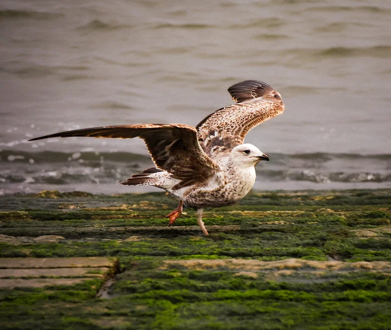 birds