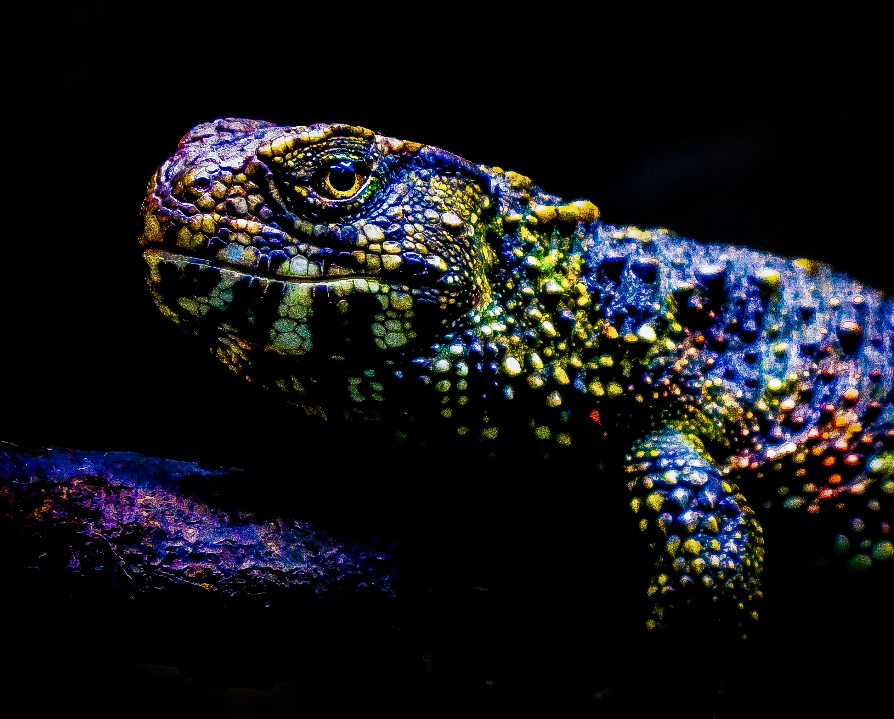 rainbow lizard