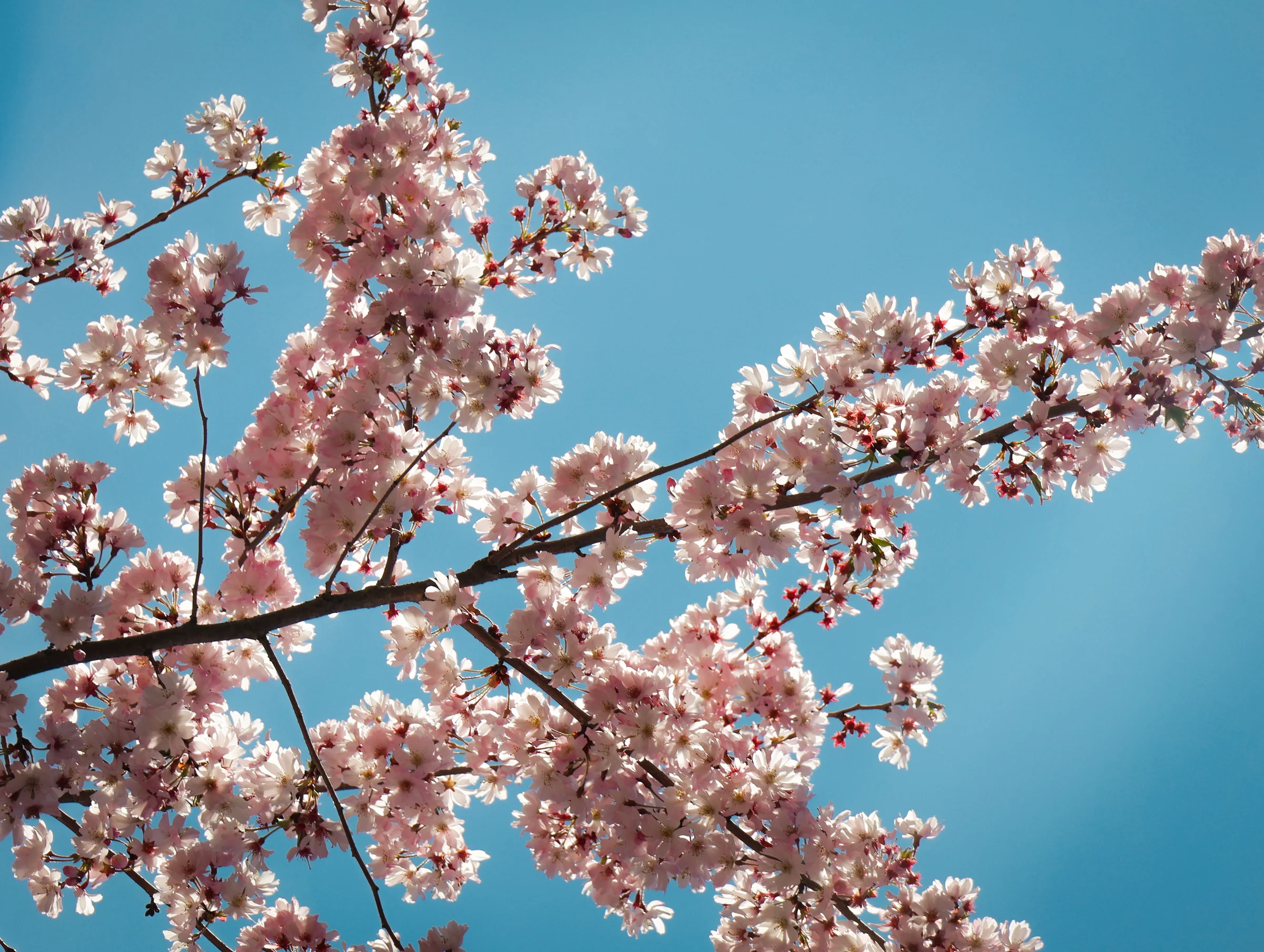 spring