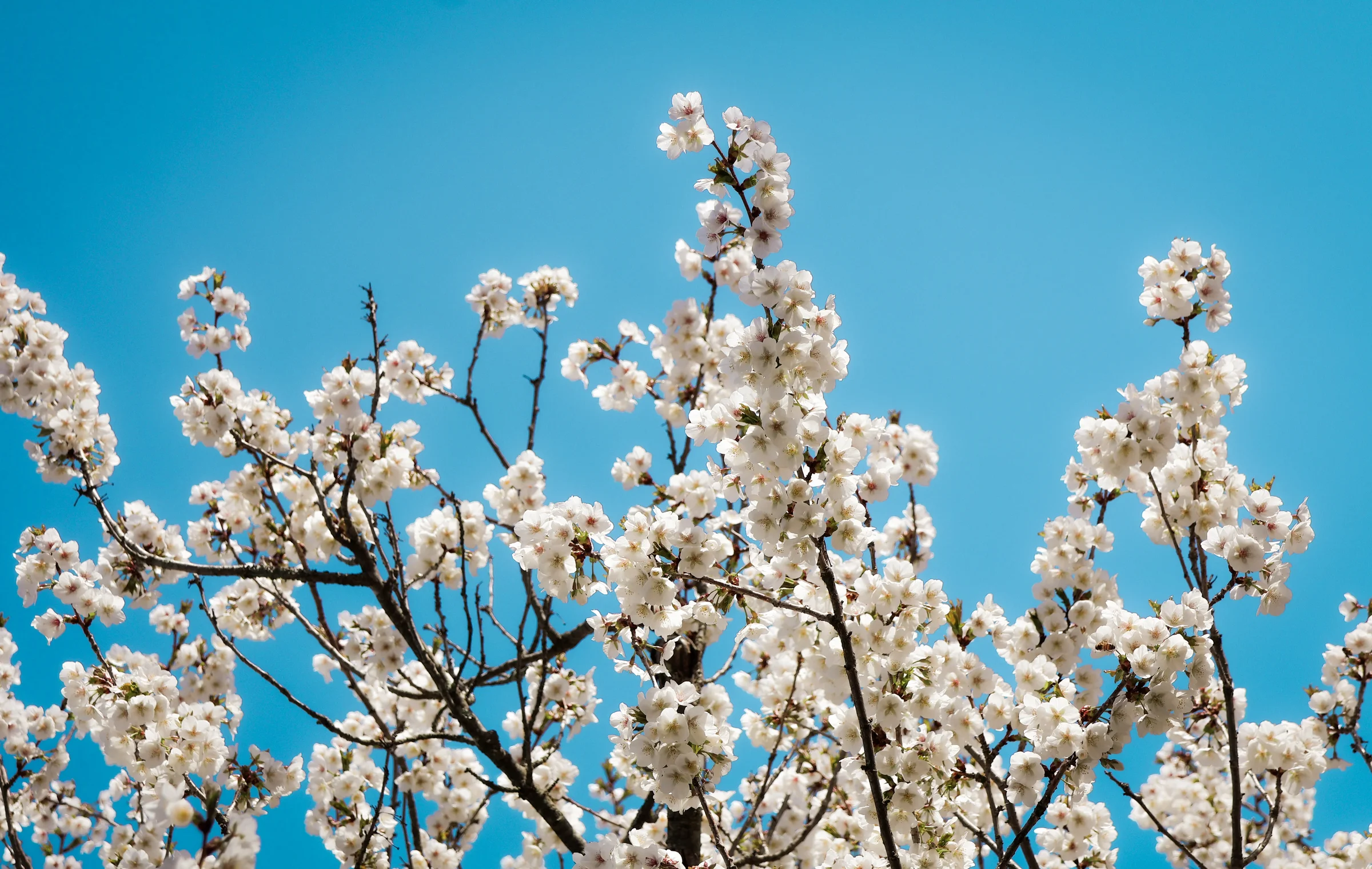 spring