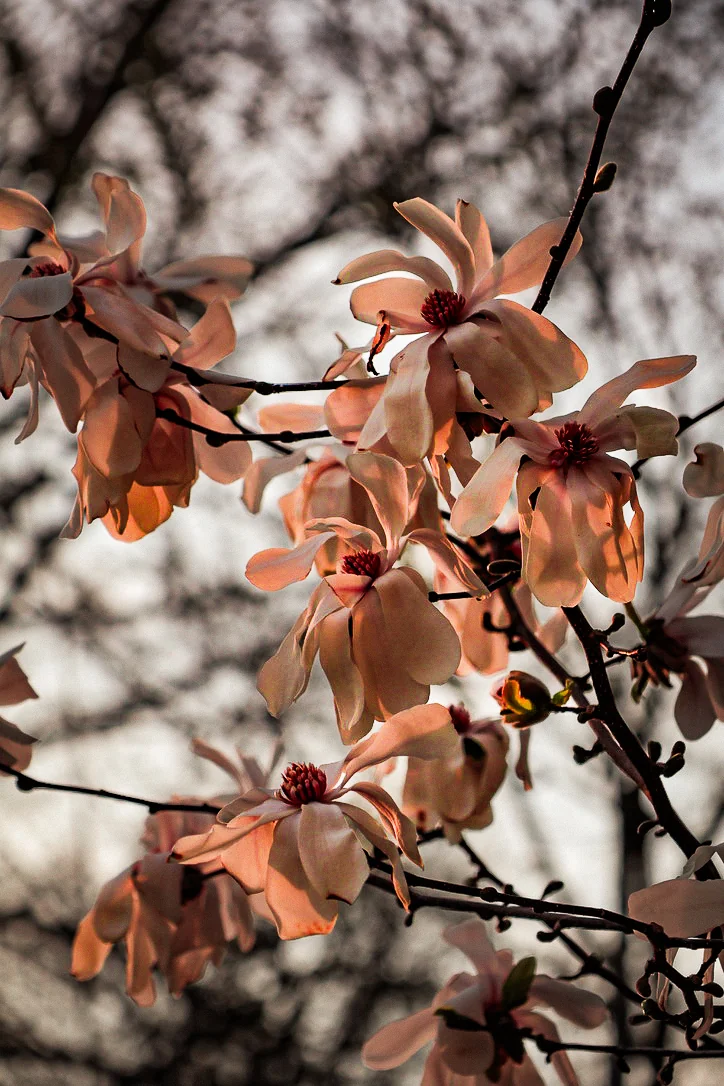spring