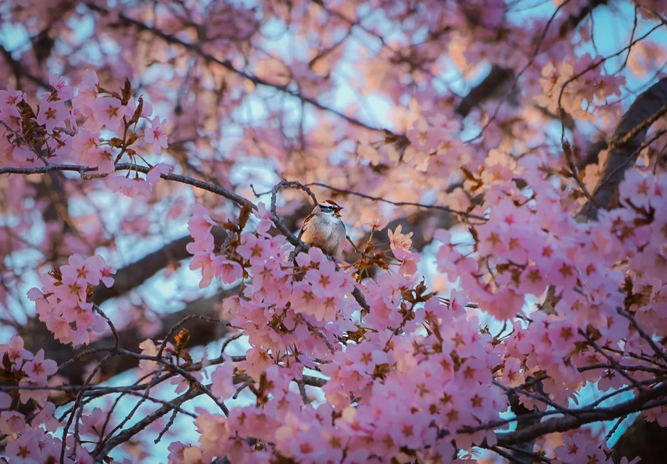 spring