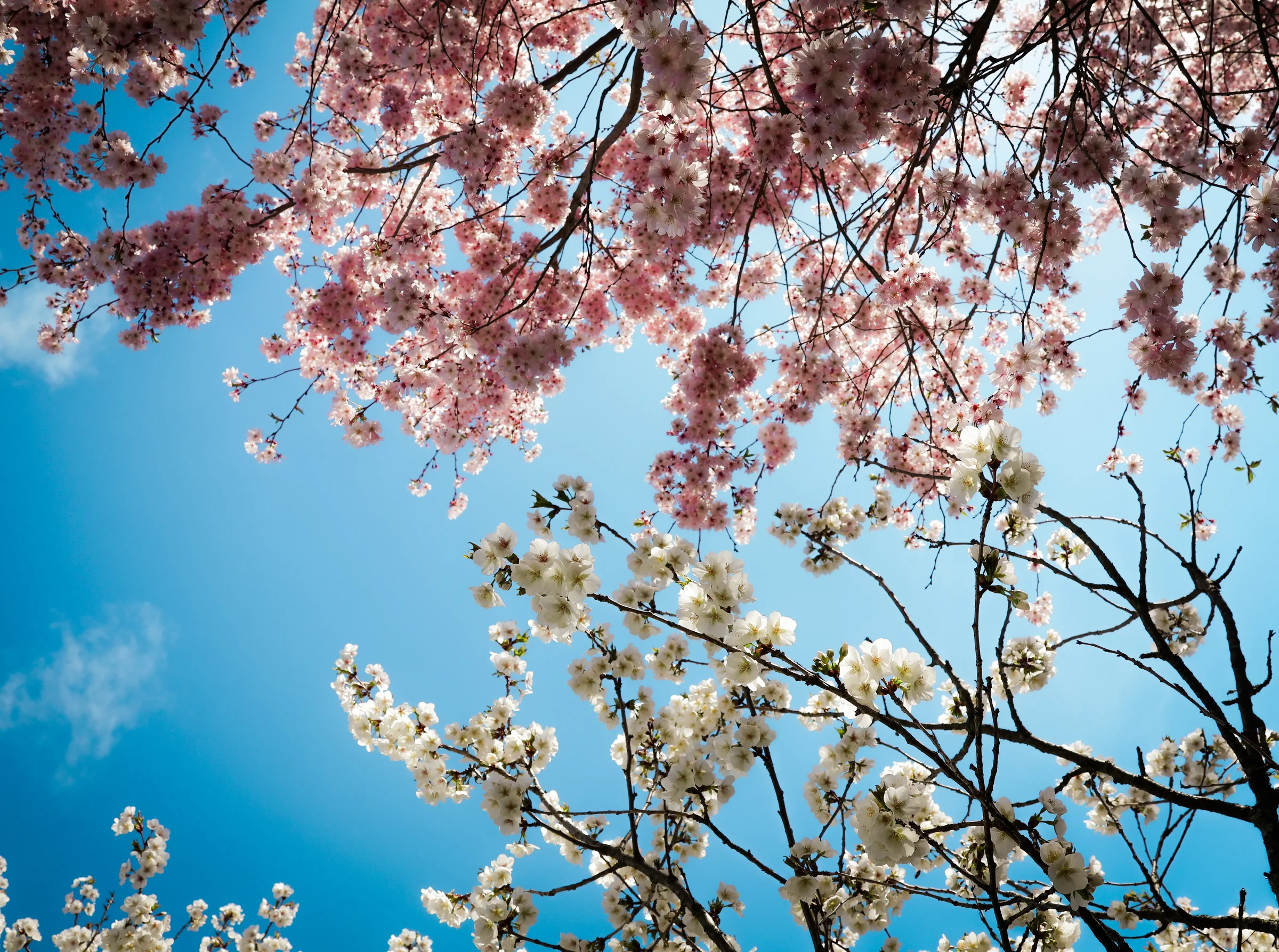 spring