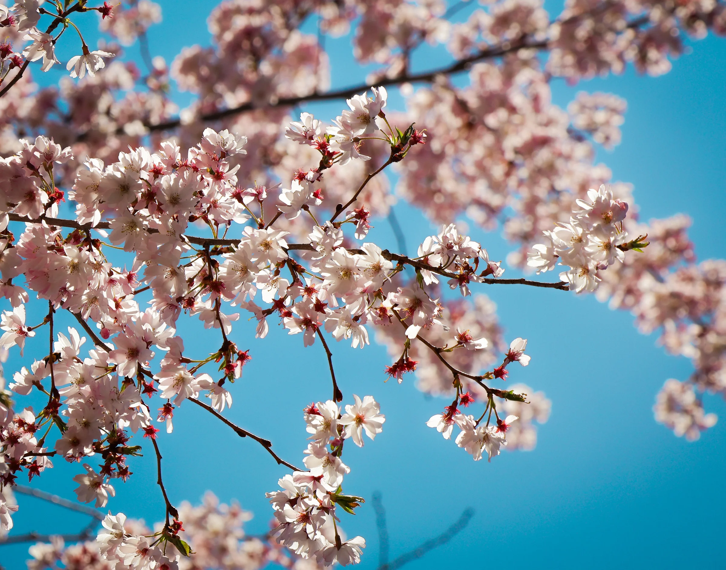 spring