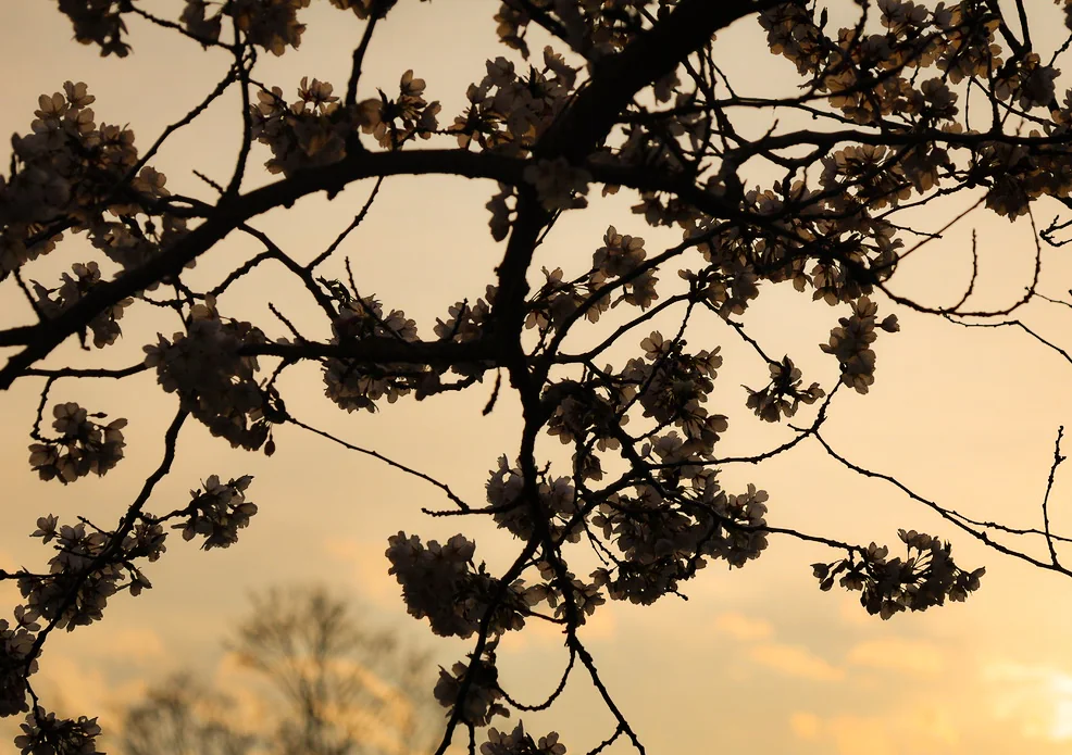 spring