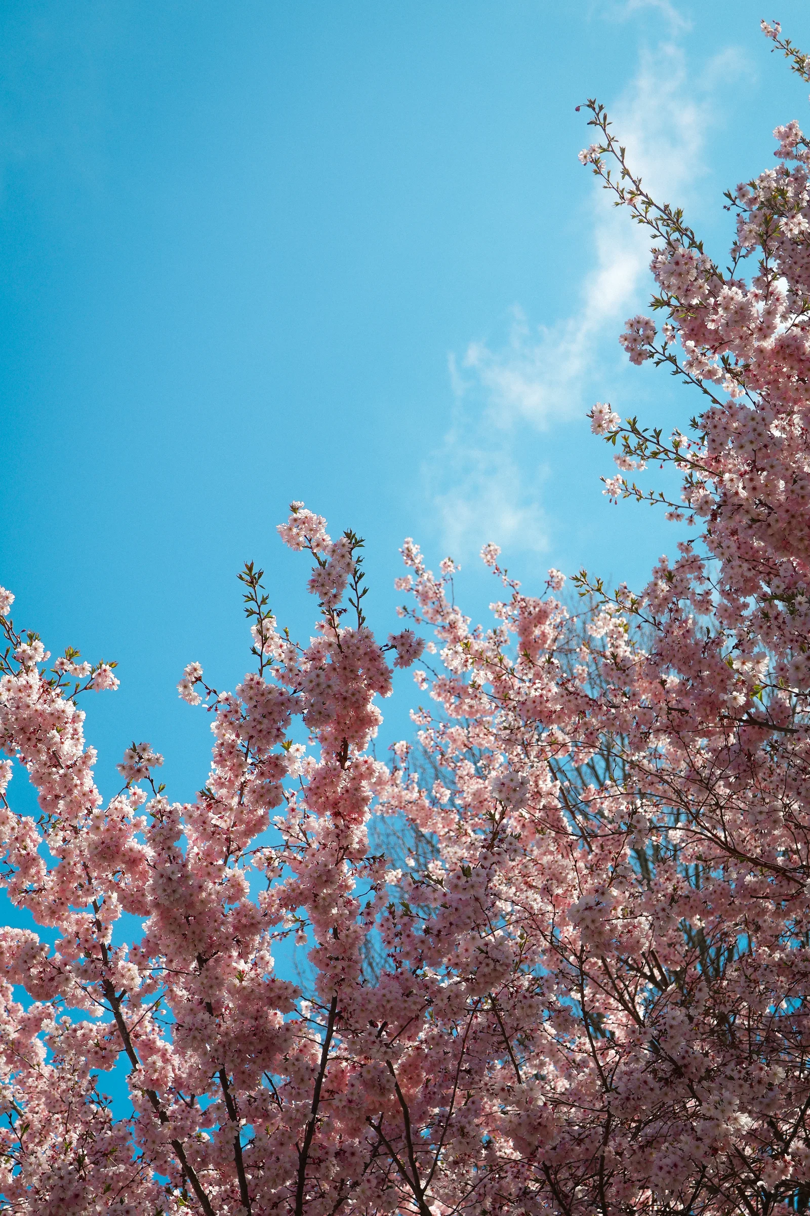 spring