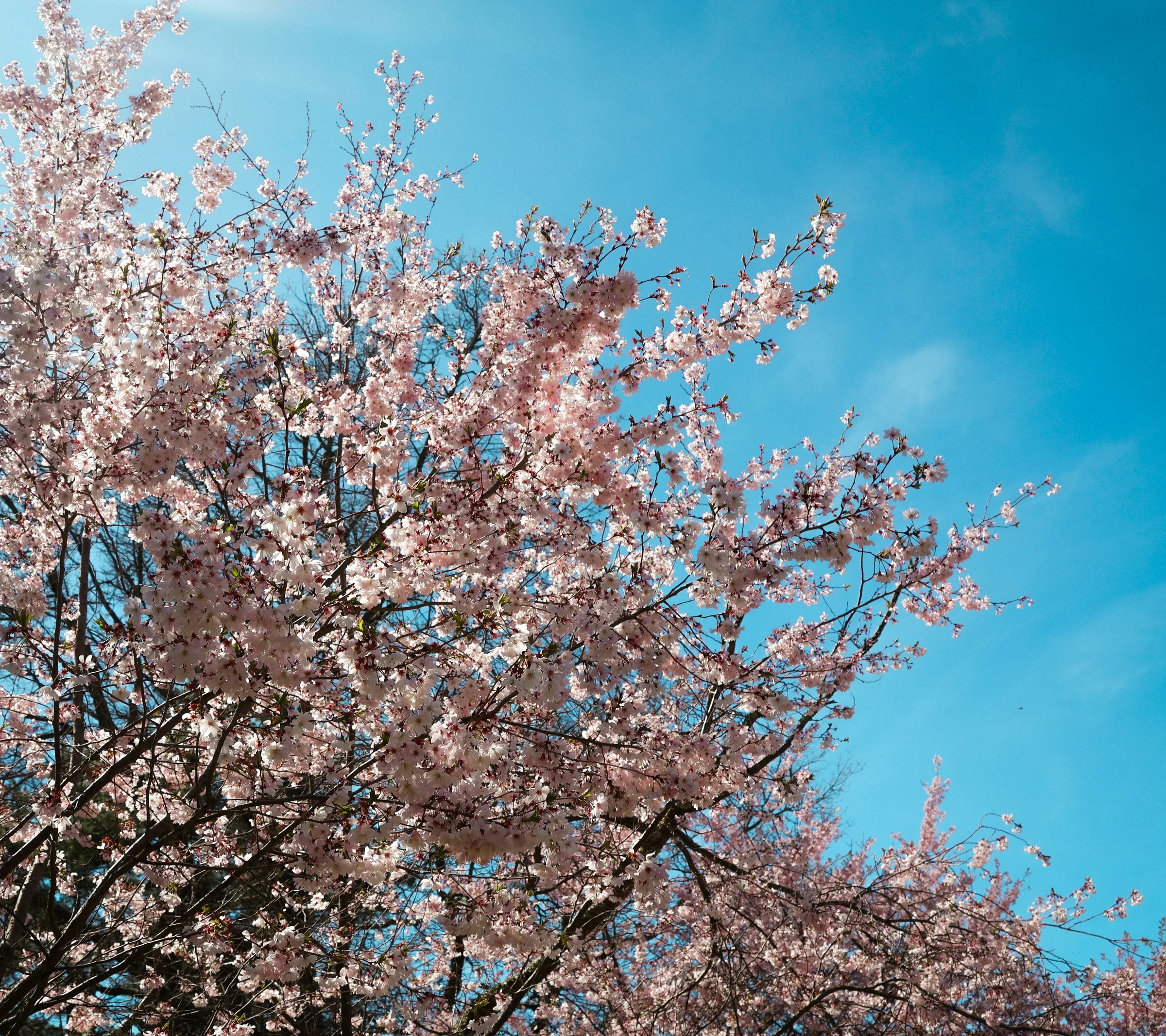 spring